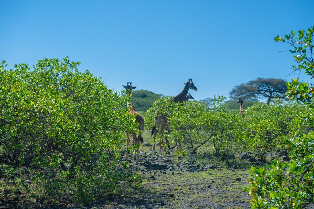 Willa Hillside Retreat - Africa Amini Life Usa River Zewnętrze zdjęcie
